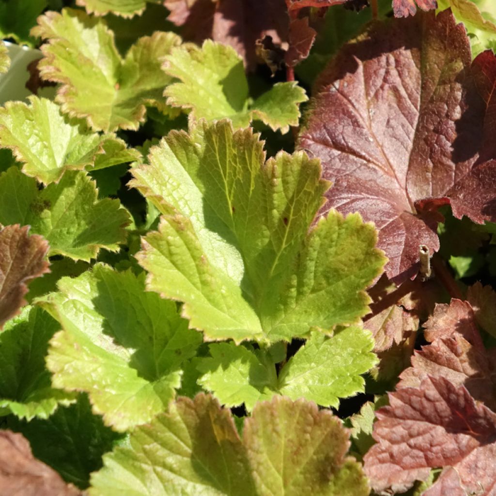 Geum Tempo Roze - Nagelkruid