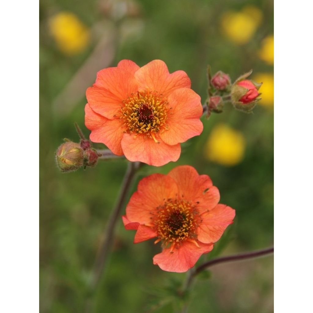 Geum Totally Tangerine - Nagelkruid