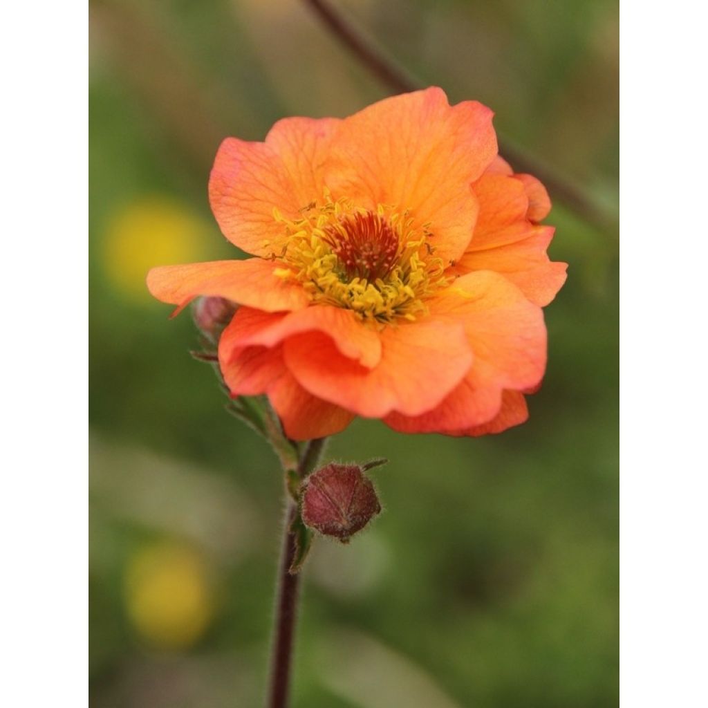 Geum Totally Tangerine - Nagelkruid