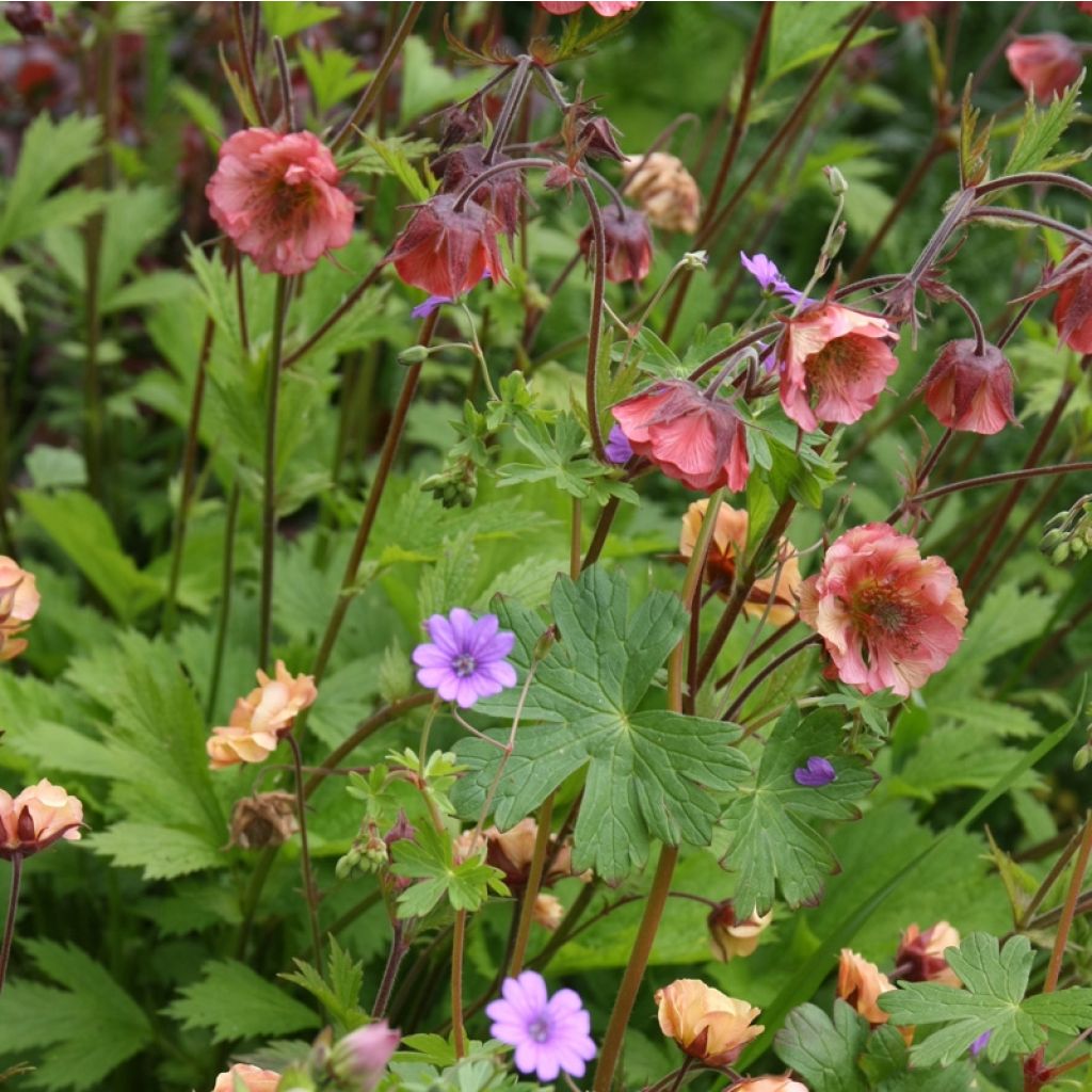 Geum Bell Bank - Nagelkruid