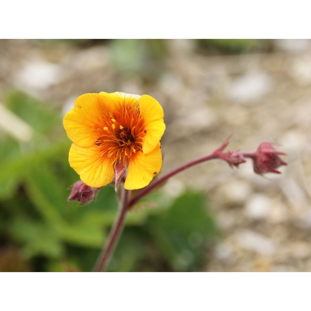Geum coccineum Karlskaer - Nagelkruid