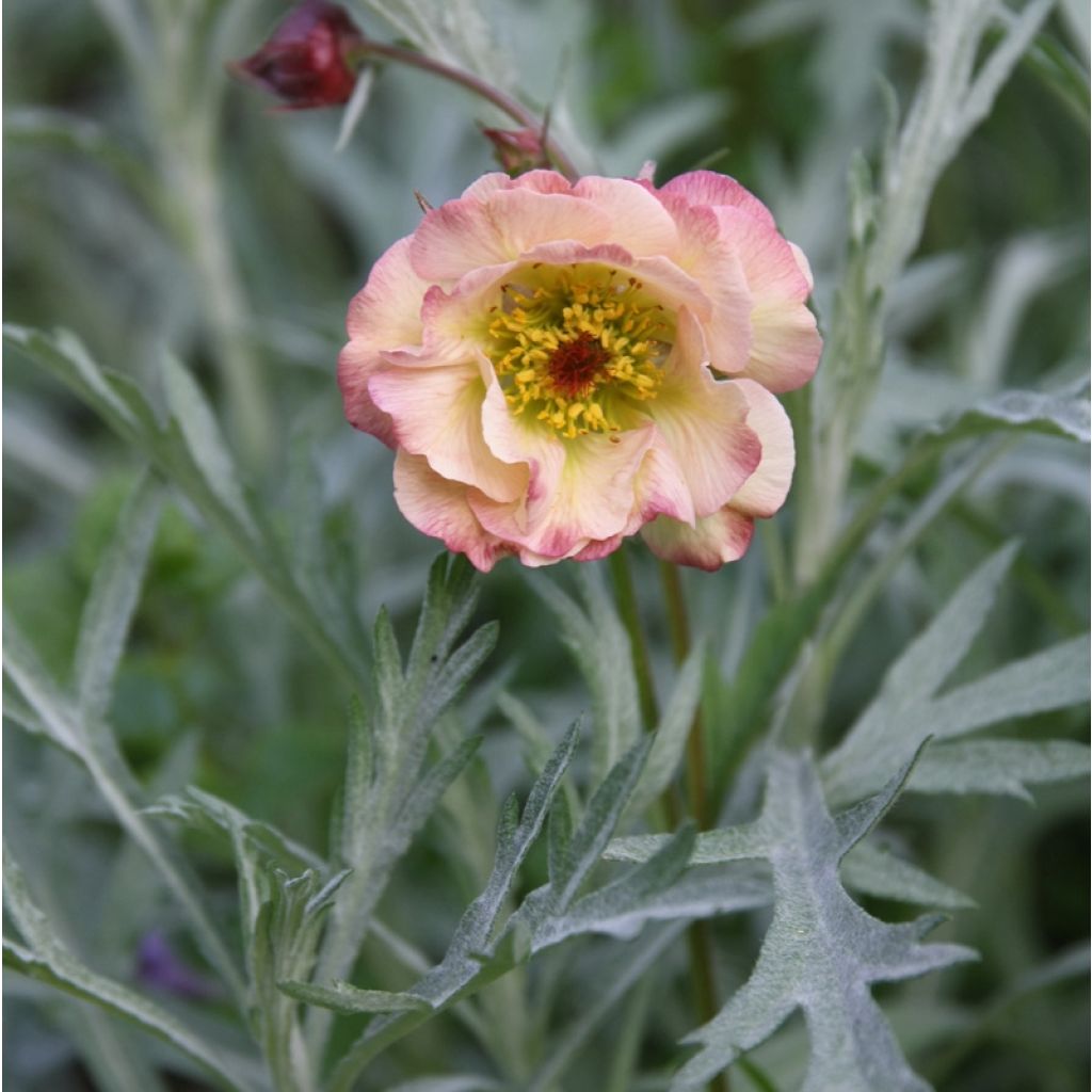 Geum Cosmopolitan - Nagelkruid