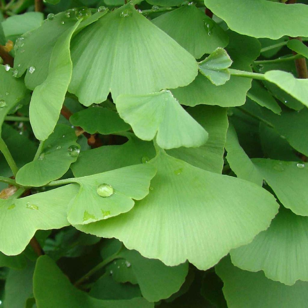 Ginkgo biloba - Japanse notenboom
