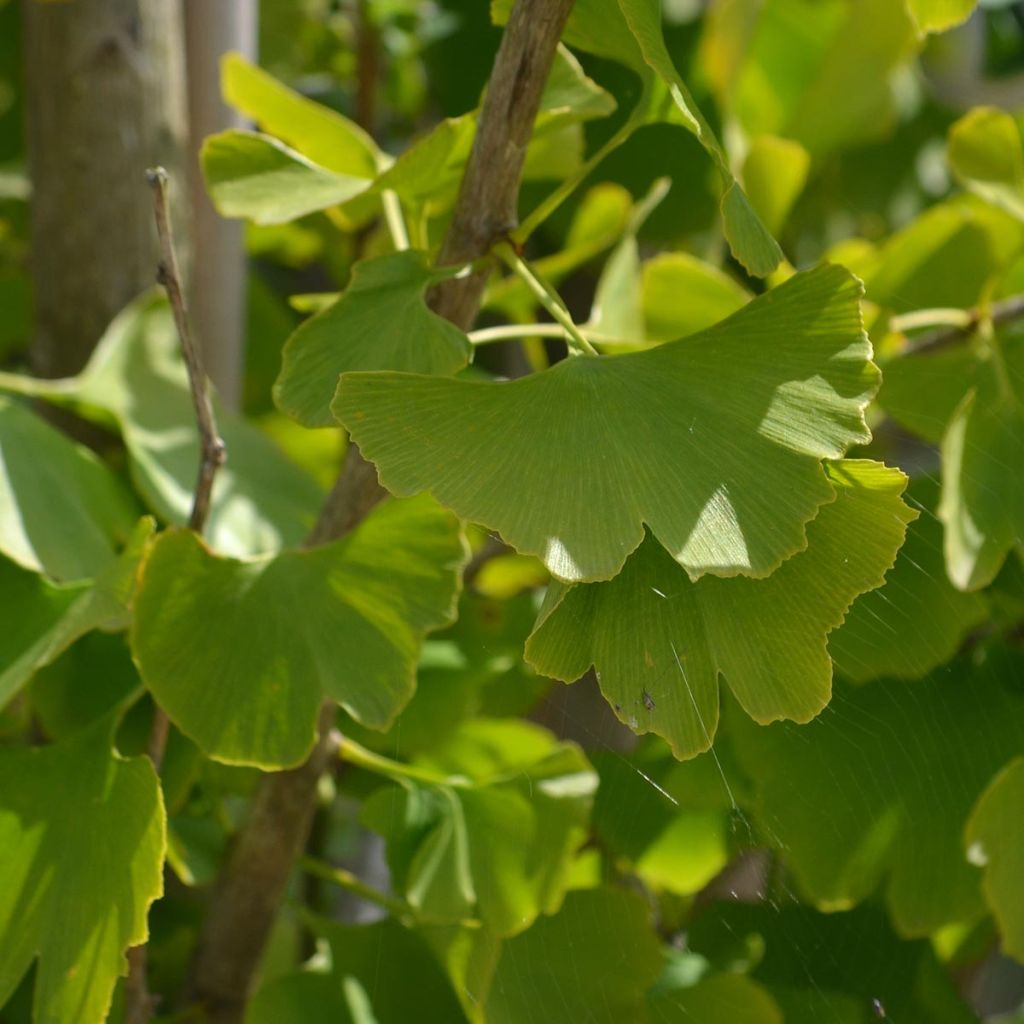 Ginkgo biloba - Japanse notenboom