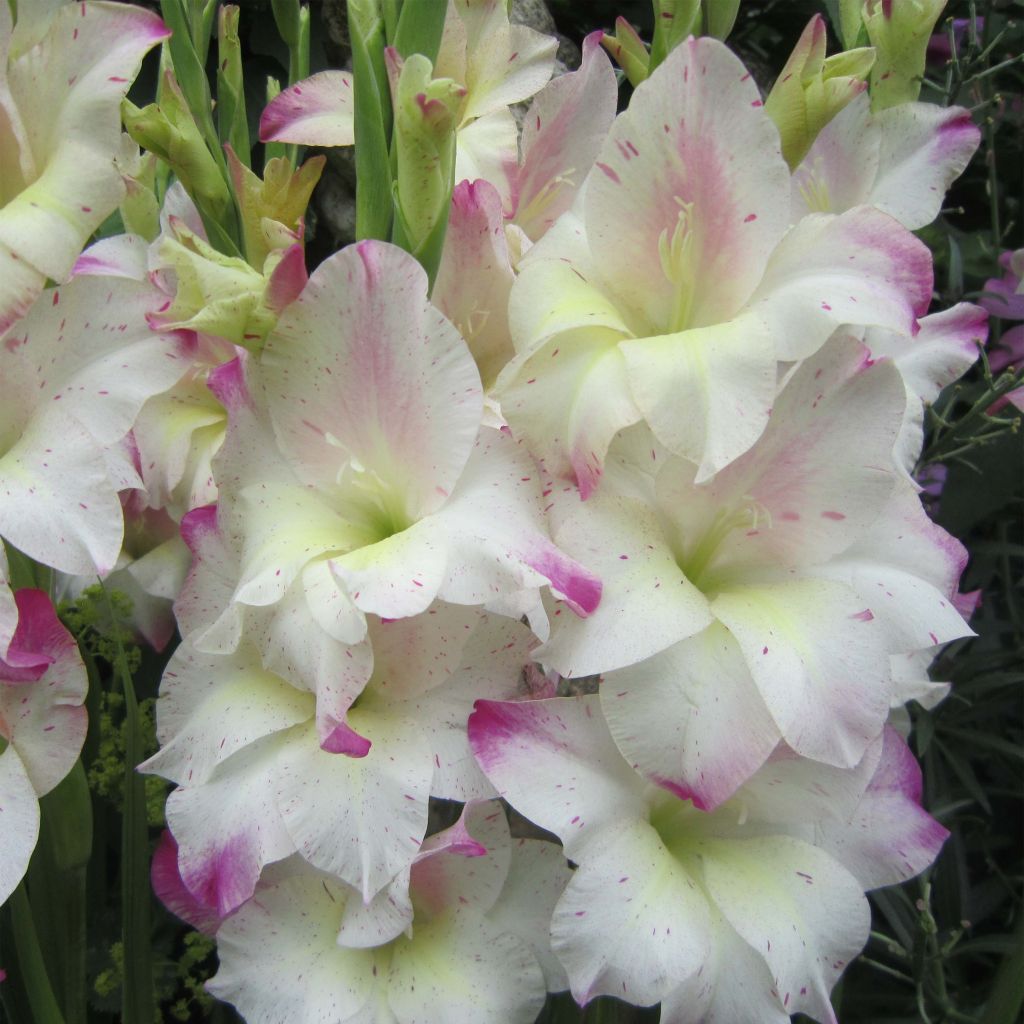 Gladiolus colvillei Frozen Sparks - Colville-gladiool