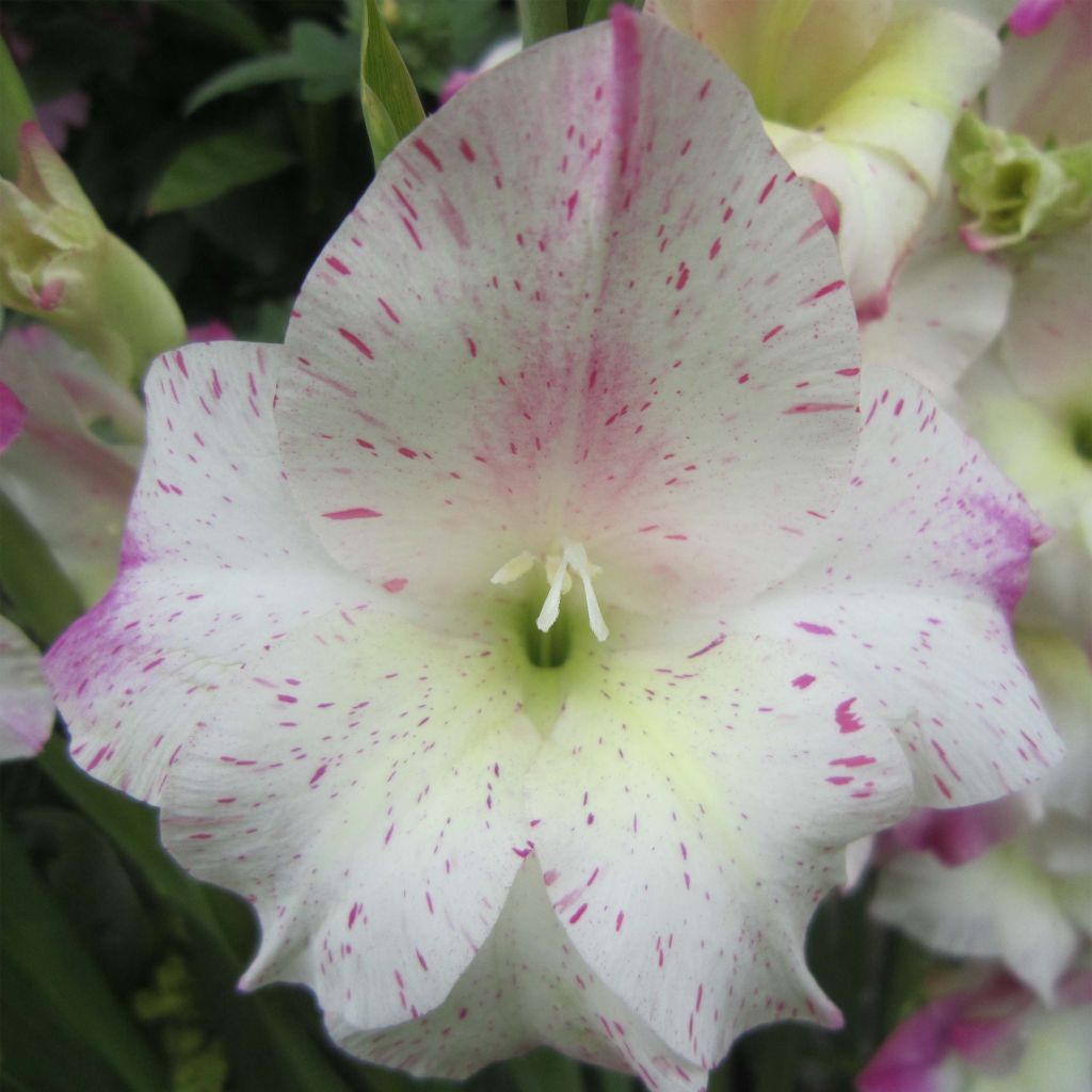 Gladiolus colvillei Frozen Sparks - Colville-gladiool
