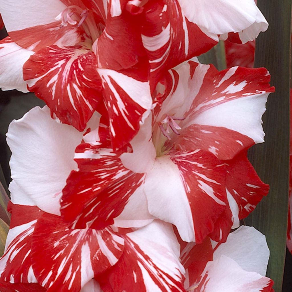 Gladiool Zizanie - Grootbloemige gladiool