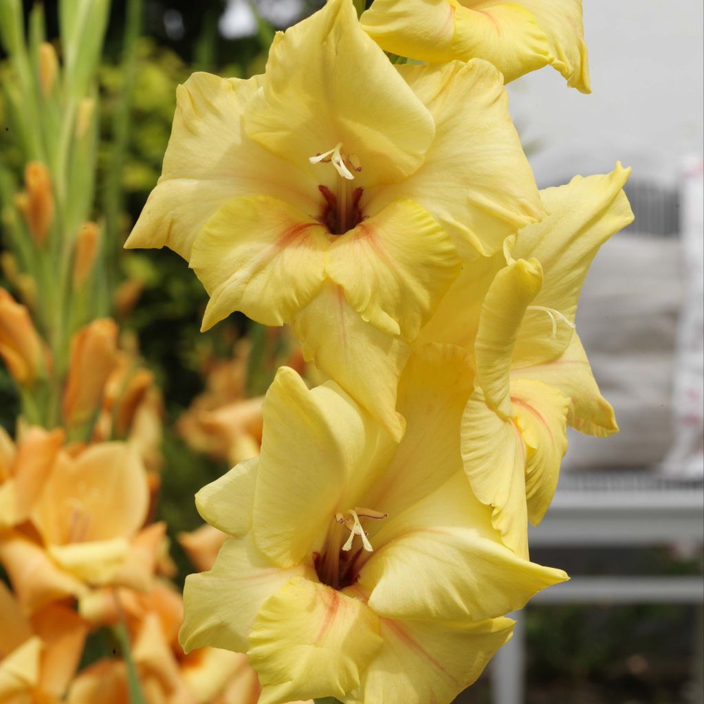 Gladiool Ovatie - Grootbloemige gladiool