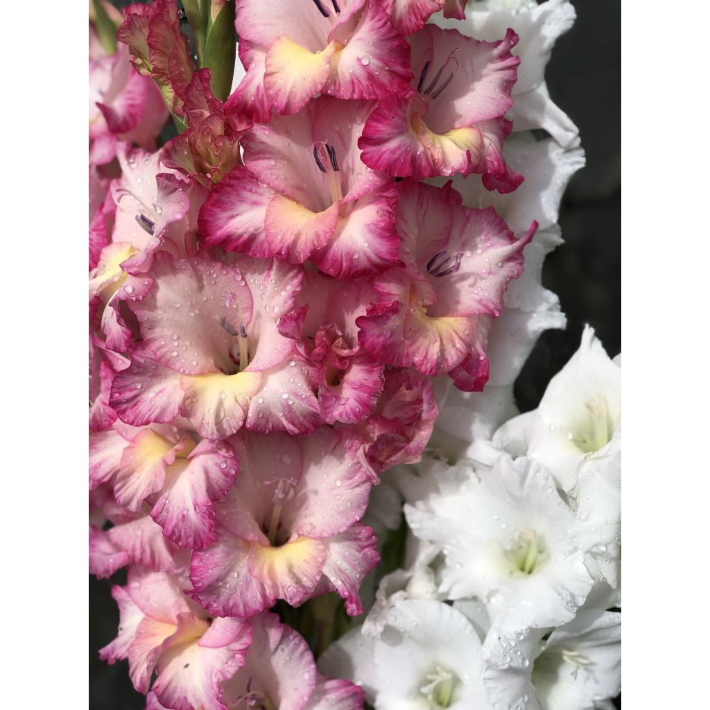 Gladiool Priscilla - Grootbloemige gladiool