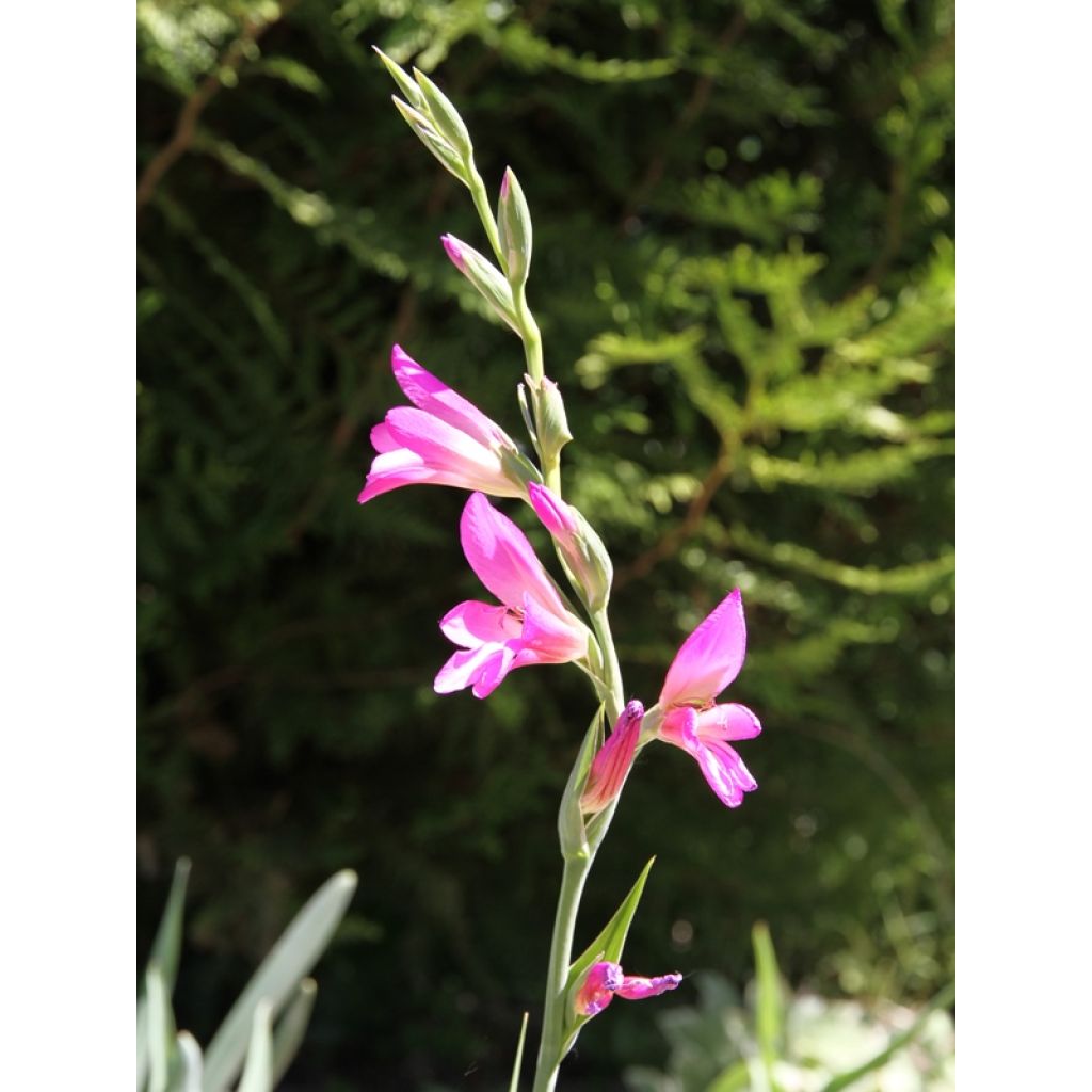 Gladiolus italicus - Italiaanse gladiool