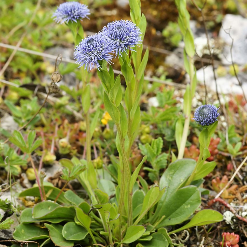 Globularia punctata - Kogelbloem