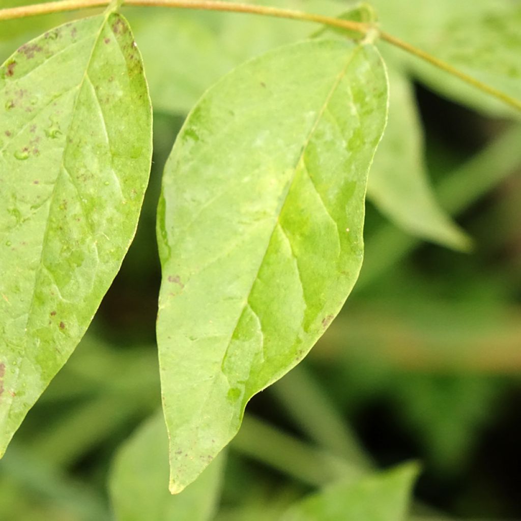 Wisteria frutescens var. macrostachya Blue Moon - Amerikaanse blauwe regen