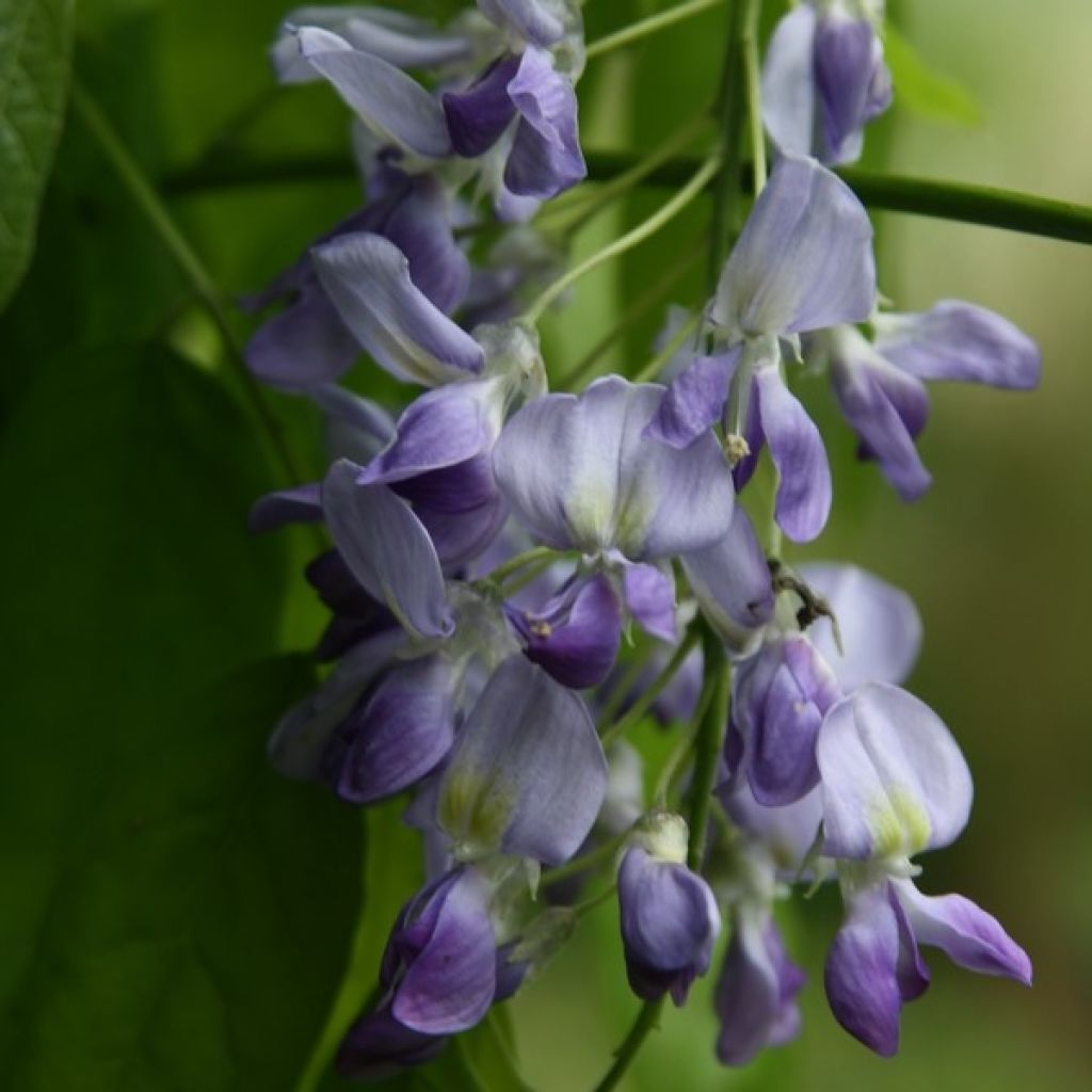 Wisteria floribunda Domino - Blauweregen