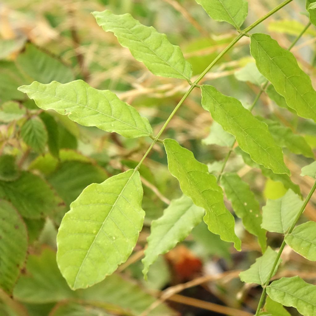 Wisteria floribunda Eds Blue Dragon - Blauweregen