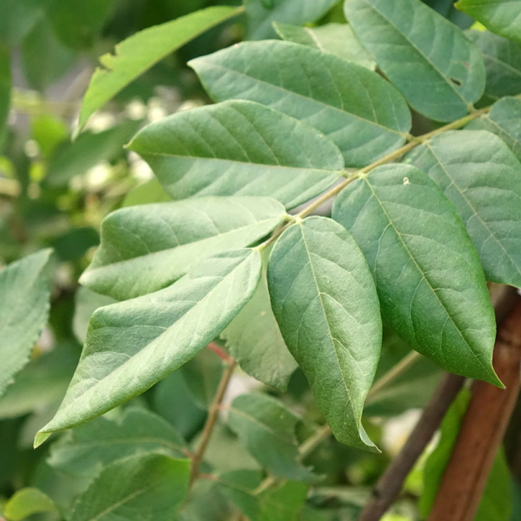 Wisteria brachybotrys Yokohama Fuji - Japanse blauweregen
