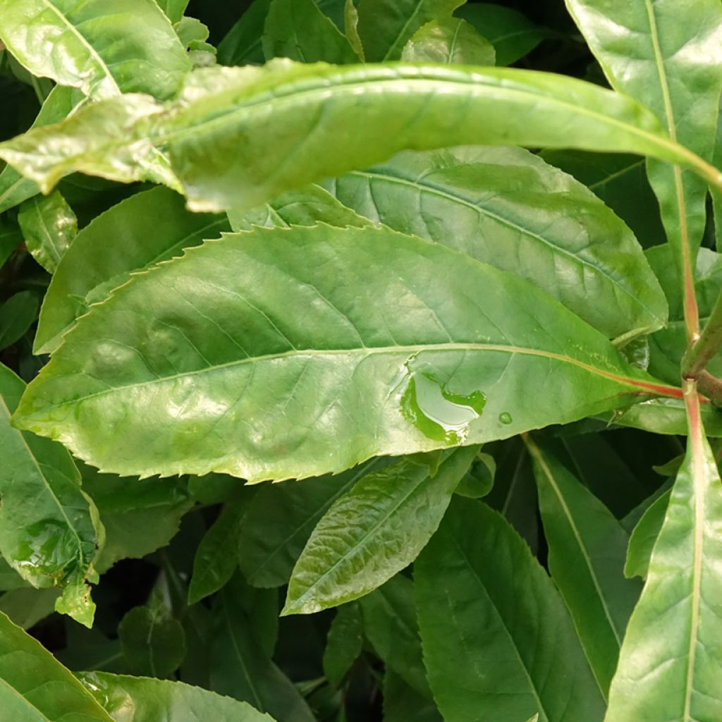 Gordlinia grandiflora