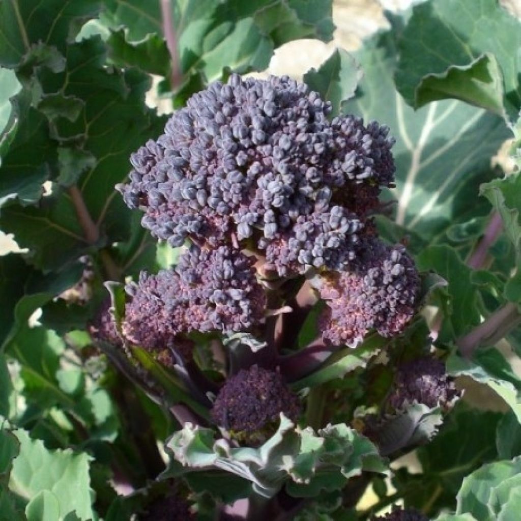 Scheutjesbroccoli Santee Purple BIO (jonge planten in perspotjes)