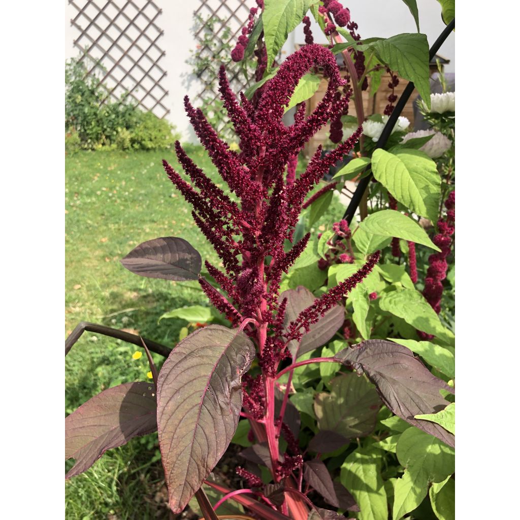 Amaranthus Velvet Curtains (zaad) - Amarant
