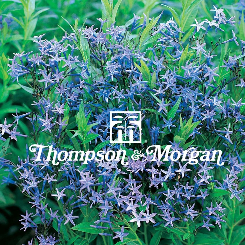 Amsonia tabernaemontana (zaad) - Blauwe ster