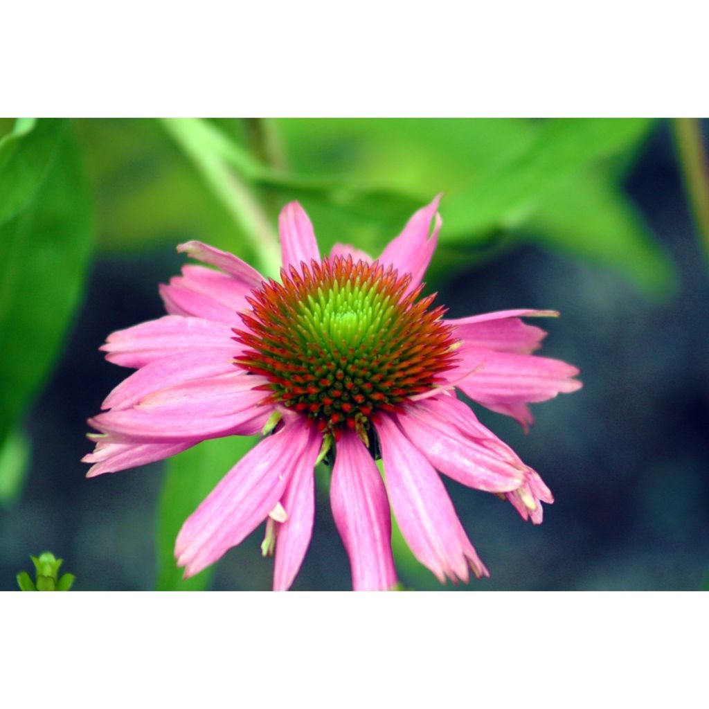 Echinacea purpurea (zaad) - Rode zonnehoed