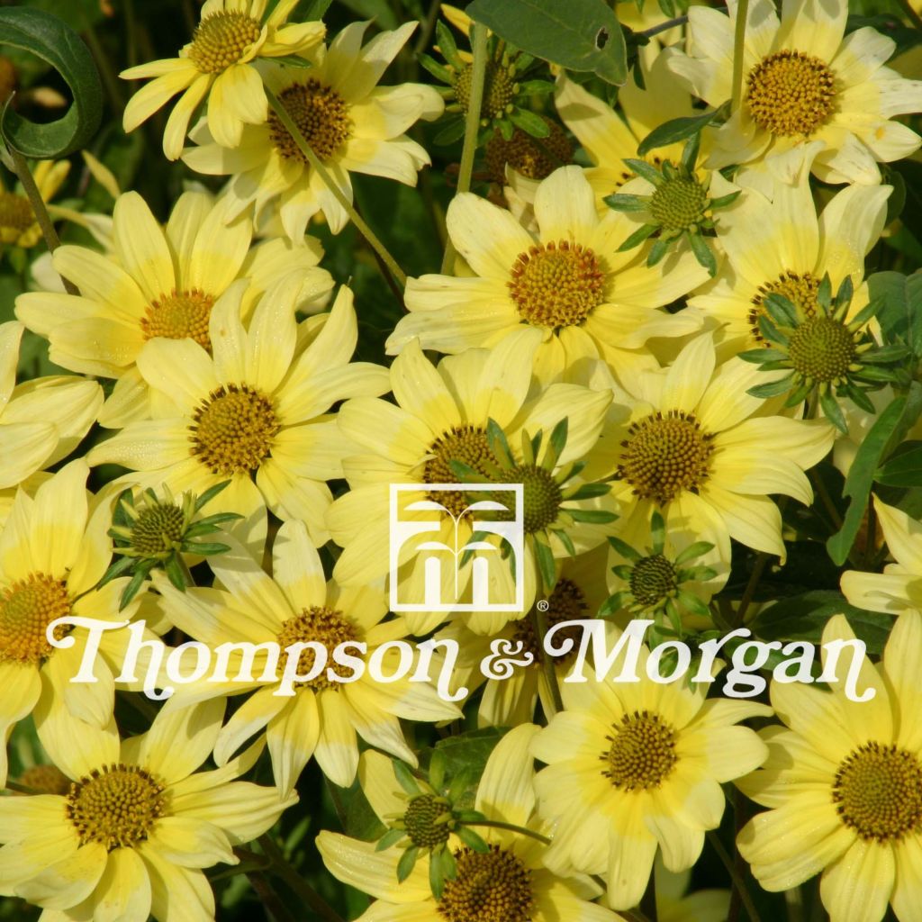 Heliomeris multiflora Sunsplash (zaad)