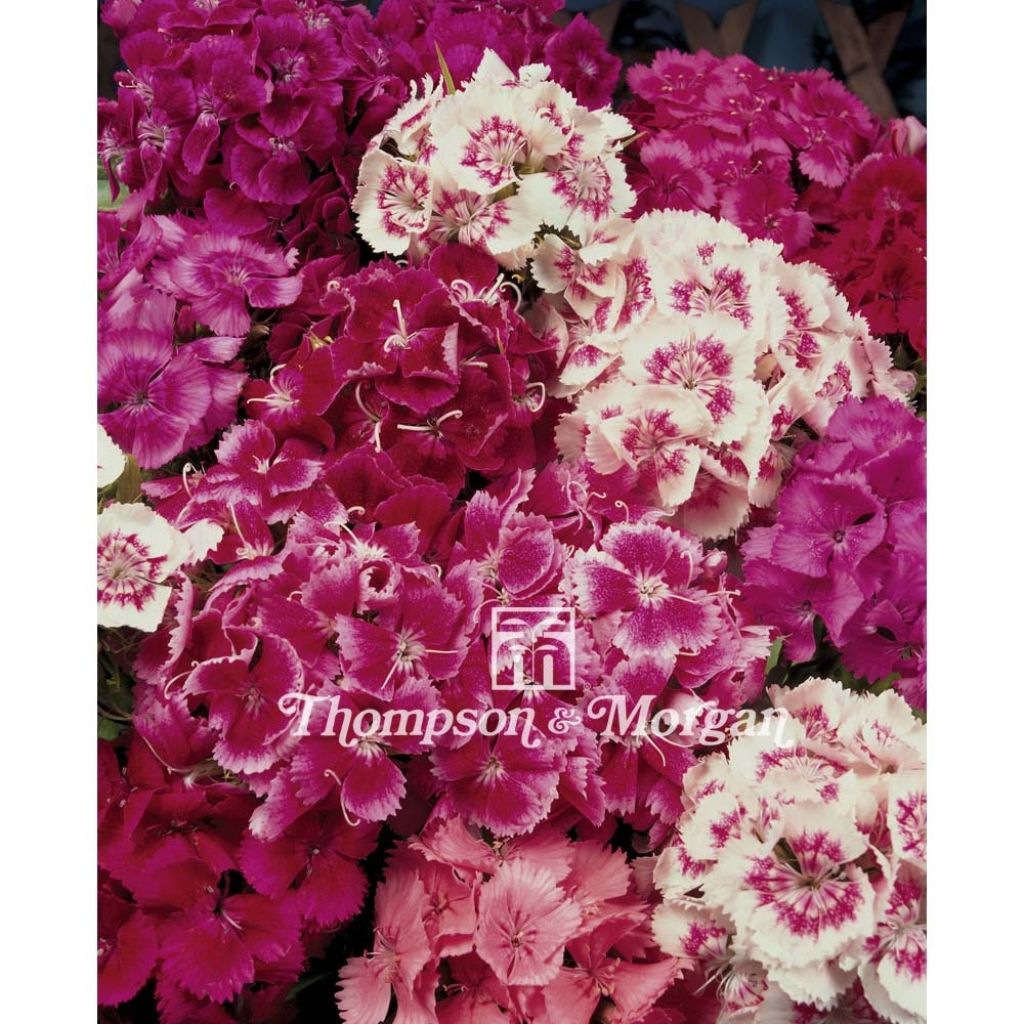 Duizendschoon T&M Auricula Eyed Mixed (zaad) - Dianthus barbatus