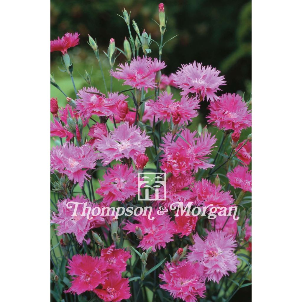 Anjer Elegance Lavender F1 (zaad) - Dianthus