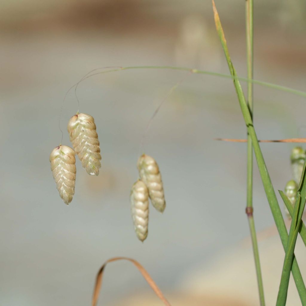 Briza maxima (zaad) - Groot trilgras