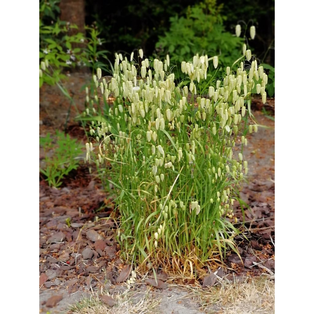 Briza maxima (zaad) - Groot trilgras