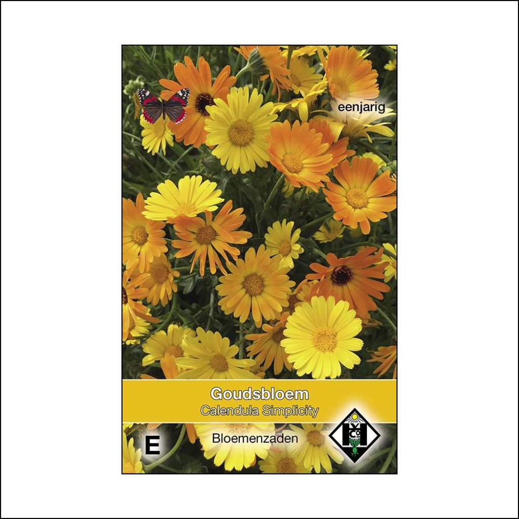 Calendula officinalis Simplicity (zaad) - Goudsbloem