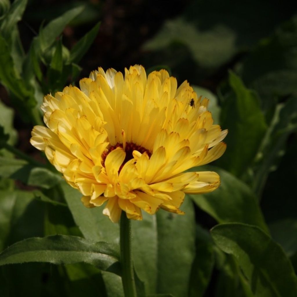 Calendula officinalis (zaad) - Goudsbloem