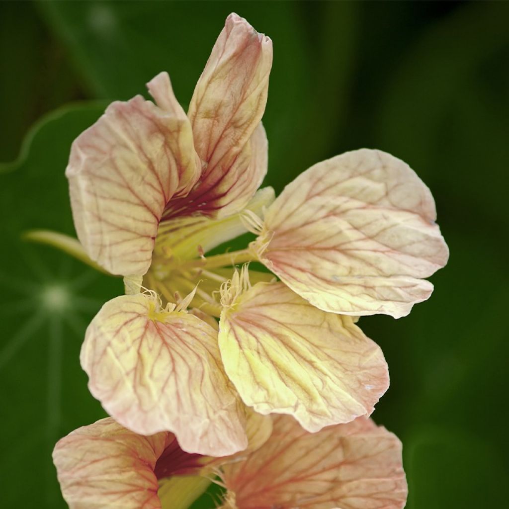 Oost-Indische kers Tip Top Pink Blush (zaad) - Tropaeolum