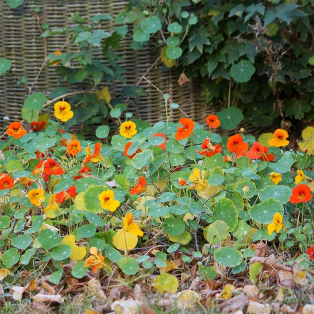 Oost-Indische kers nanum Tom Thumb Mix (zaad) - Tropaeolum majus
