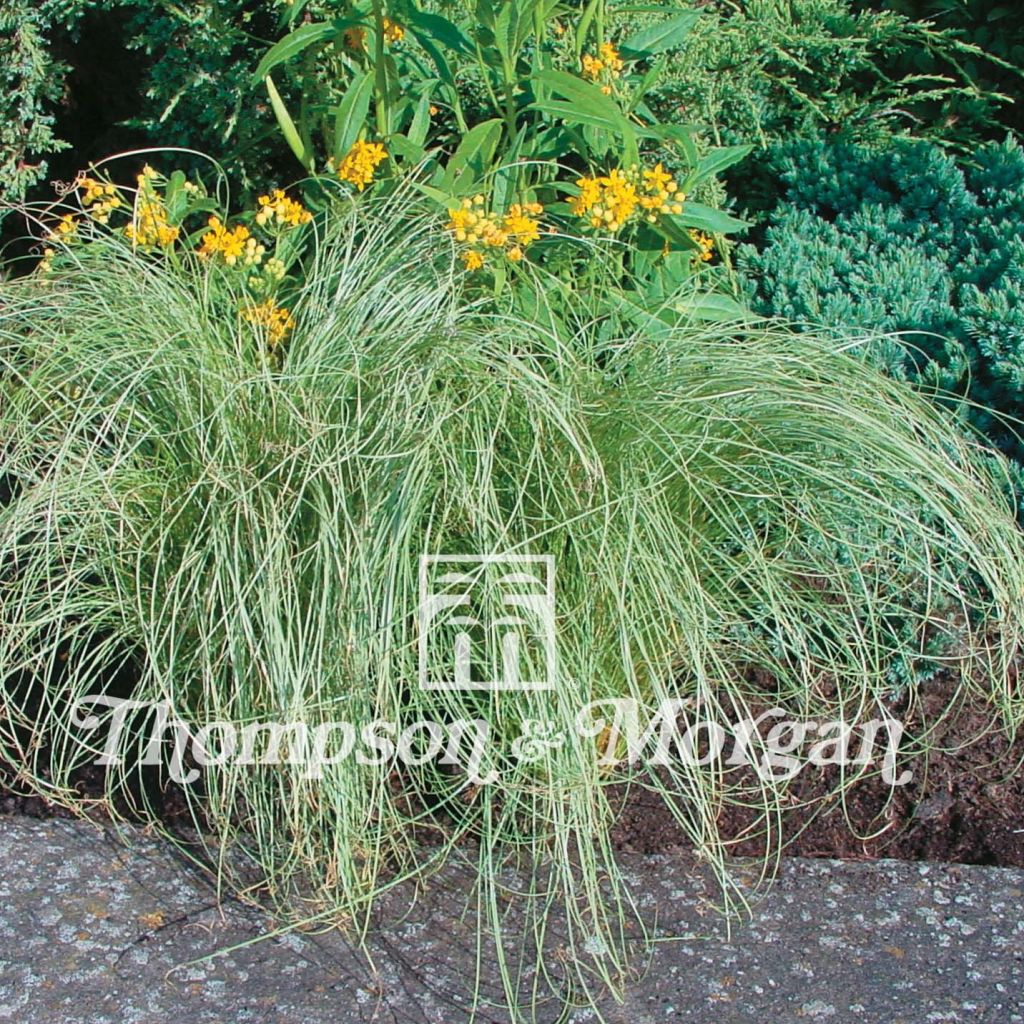 Carex comans Amazon Mist (zaad) - Zegge