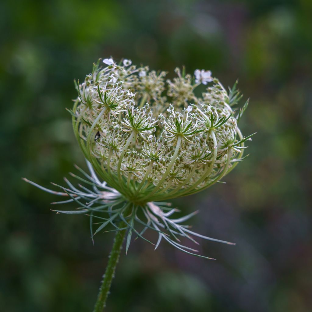 Wortel, Wilde peen (zaad) - Daucus carota