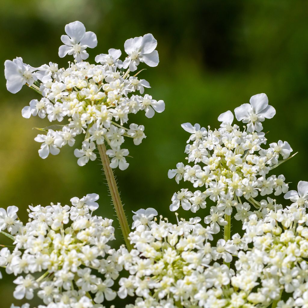 Wortel, Wilde peen (zaad) - Daucus carota