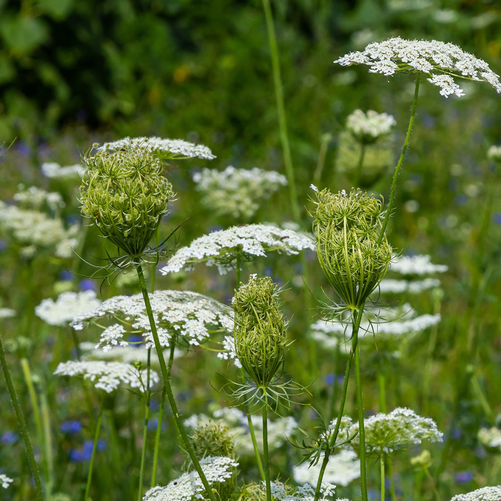 Wortel, Wilde peen (zaad) - Daucus carota