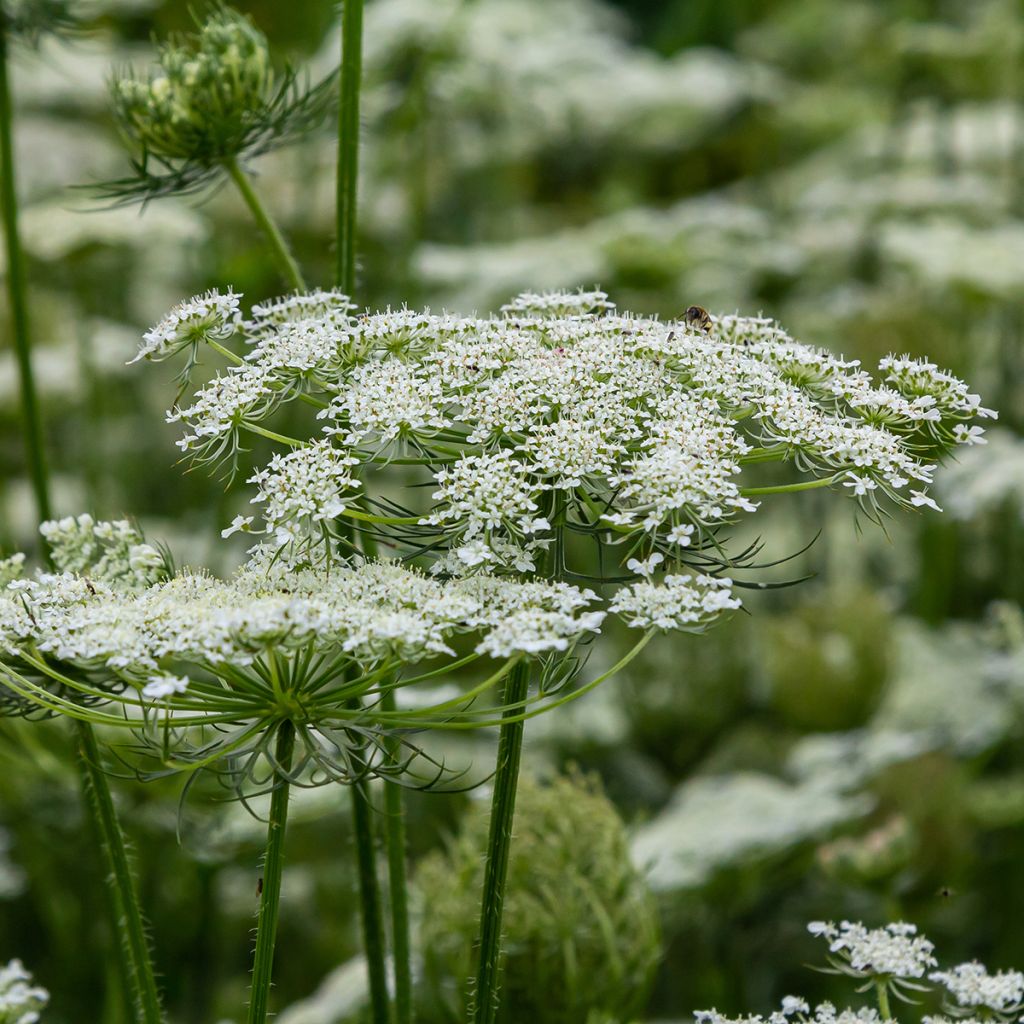 Wortel, Wilde peen (zaad) - Daucus carota