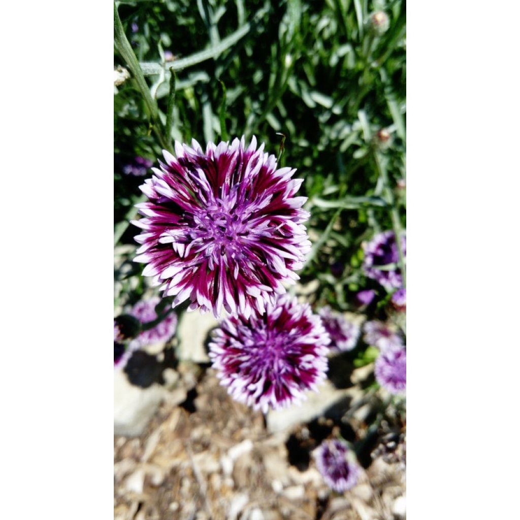 Korenbloem Classic Magic (zaad) - Centaurea cyanus