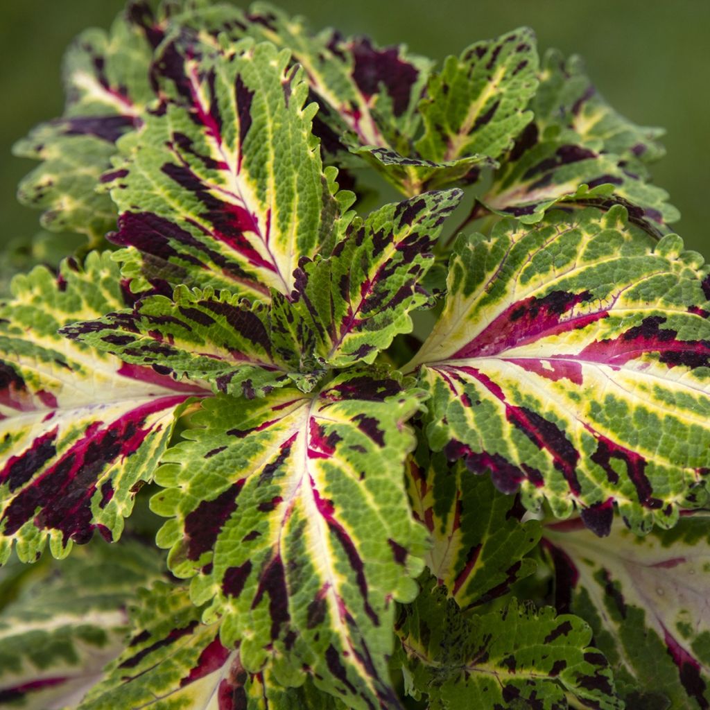 Coleus Mezmerize Mosaic (zaad) - Siernetel