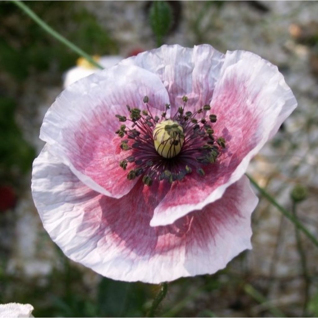 Papaver rhoeas Mother of Pearl (zaad) - Grote klaproos