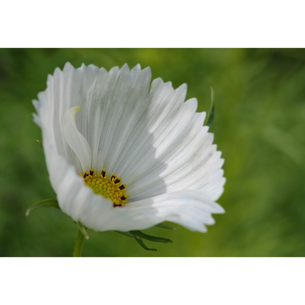 Cosmea Cupcakes Wit (zaad) - Cosmos bipinnatus