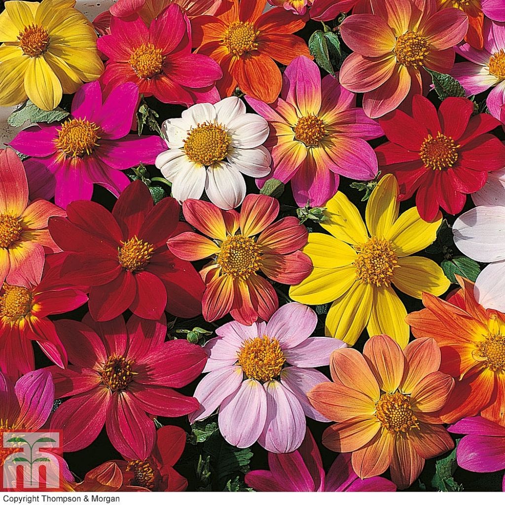 Dahlia coccinea Species Mixed (zaad)