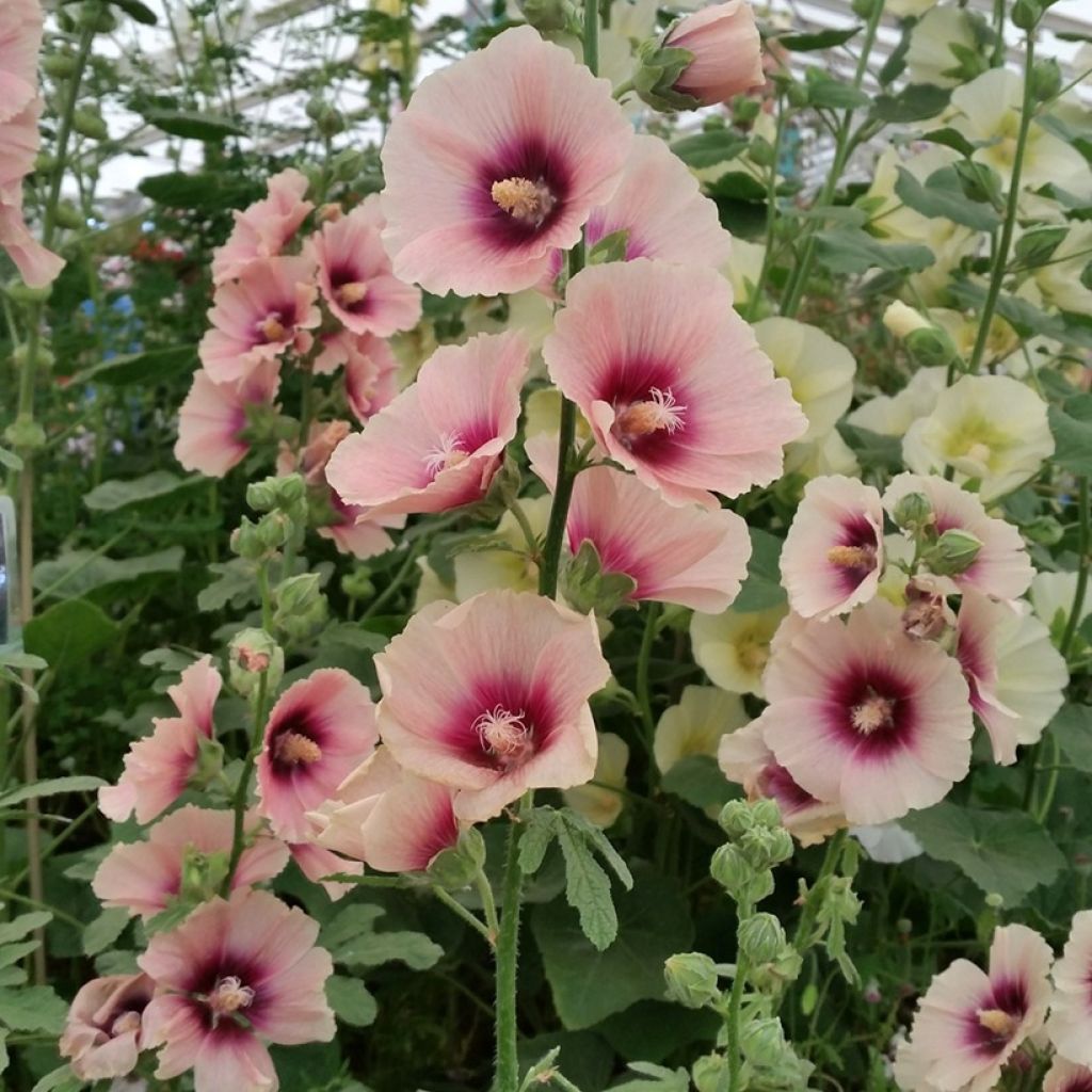 Alcea rosea Halo Apricot (zaad) - Stokroos