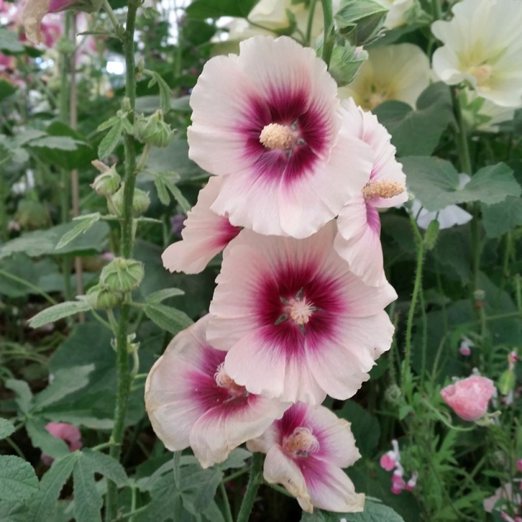 Alcea rosea Halo Apricot (zaad) - Stokroos