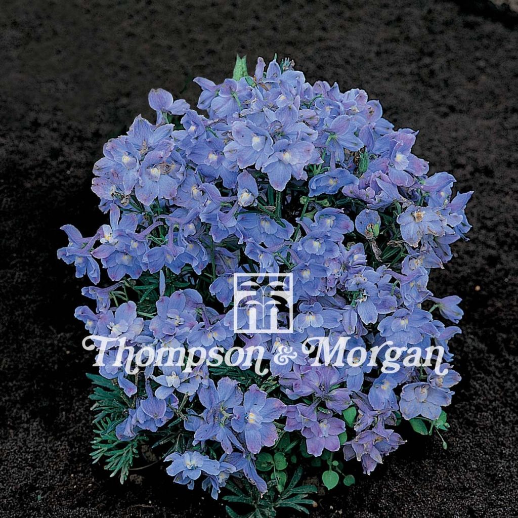 Delphinium grandiflorum Summer Blues (zaad) - Ridderspoor