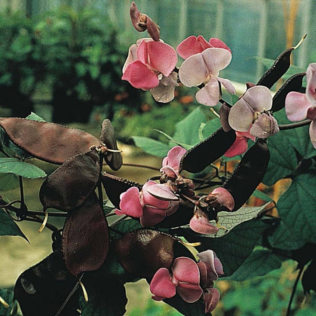 Dolichos lablab Ruby Moon (zaad) - Hyacintboon