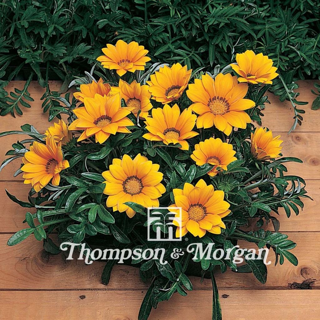 Gazania Kiss Gold F1 (zaad) - Middaggoud
