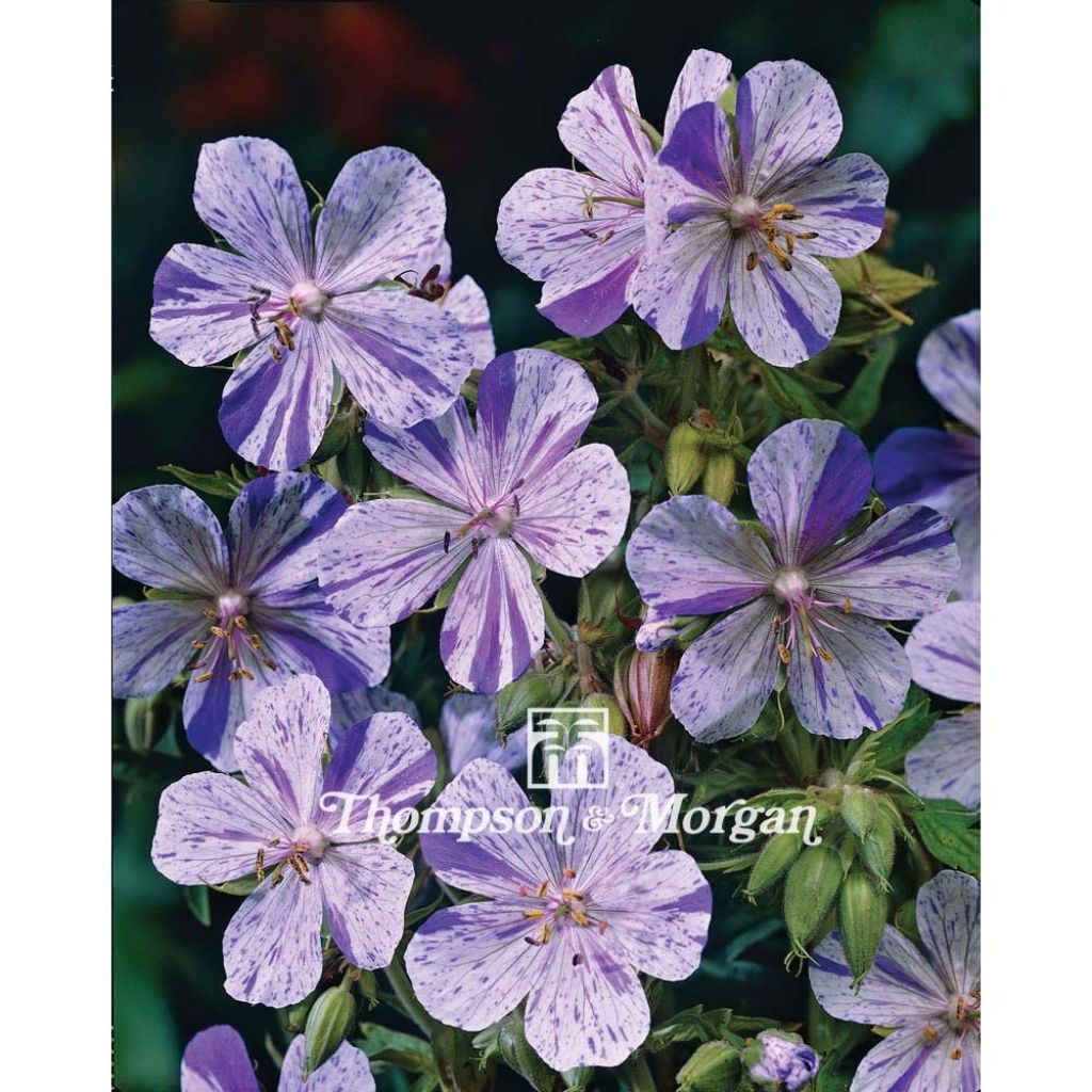 Geranium pratense Splish Splash (zaad) - Beemdooievaarsbek