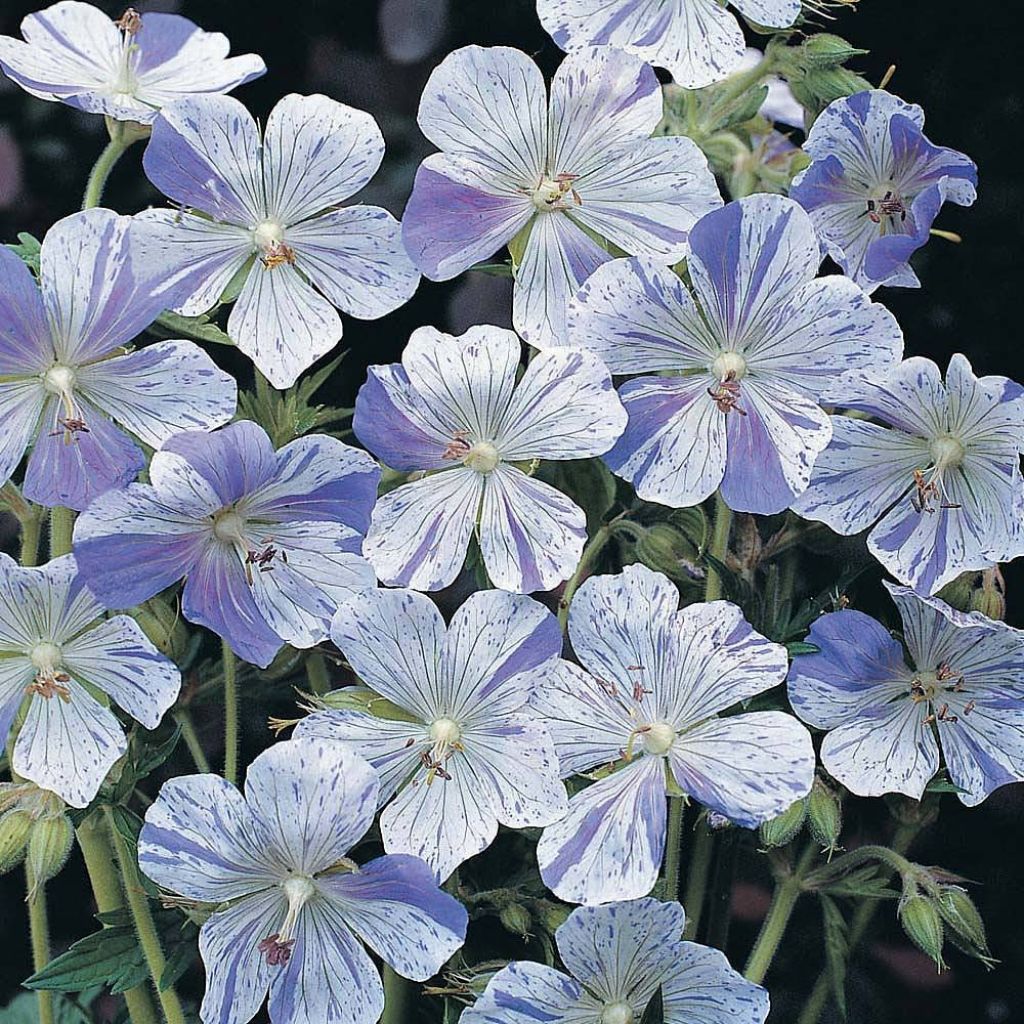Geranium pratense Striatum (zaad) - Beemdooievaarsbek